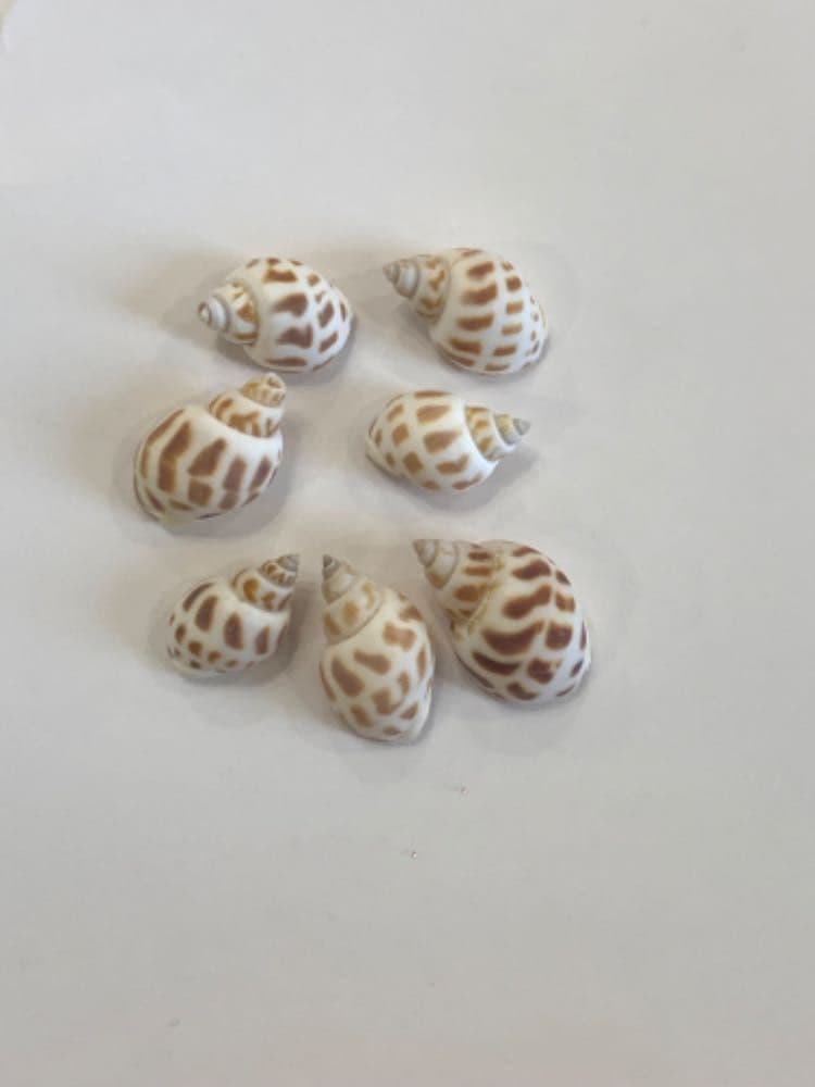 صدف حجم صغير